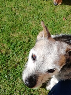 not sure this is Maisie but it is an old dog